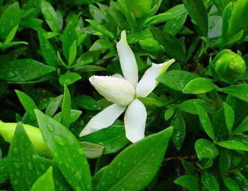 栀子花开满枝头？掌握这些养护技巧
