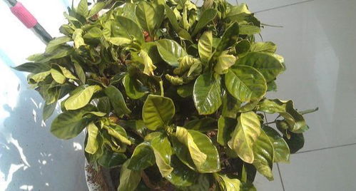 栀子花黄叶的烦恼， 厨房废料来帮忙