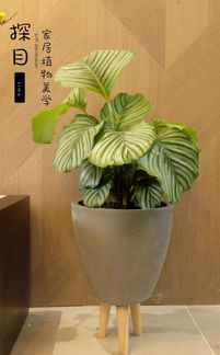 壁纸上的植物知识， 学起来好简单