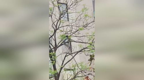 紫贝茱萸为何总枯叶？枯叶背后有何秘密