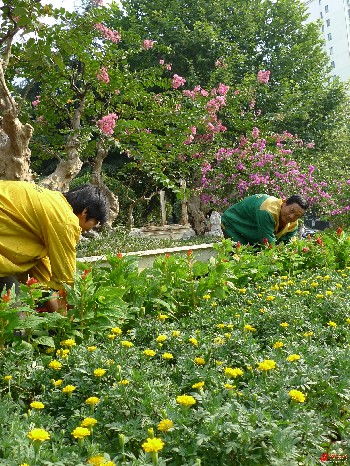 换盆：花卉成长的阶梯
