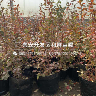 蓝莓树种植指南，寓意吉祥，家居绿植新宠！