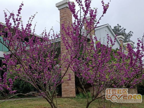 紫荆花冬天的生存法则