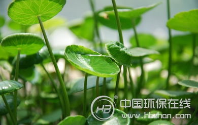 圆币草叶子黄了怎么办？是缺水还是病虫害