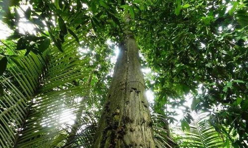 香木的价格，千差万别