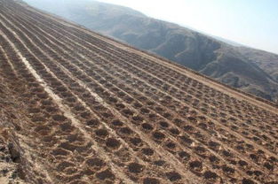 福建龙岩花岗岩矿区修复案例揭示