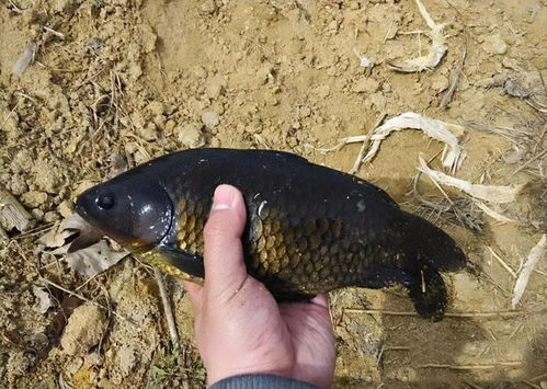 4号袖钩适合钓多大鲫鱼？需了解鲫鱼体型与钩号匹配关系