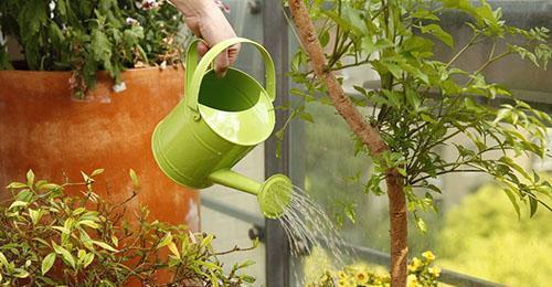 酒瓶兰施肥指南，浇水技巧一招get！