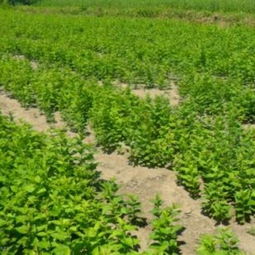 灌木类植物：种类繁多， 价值高