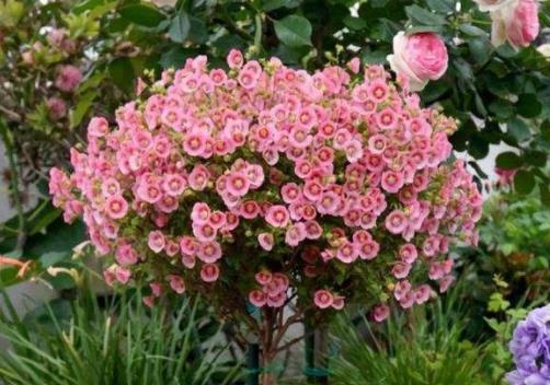 重瓣木槿花的种植技巧