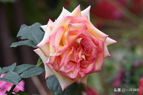 冬季月季管理：修剪、 控水、施肥