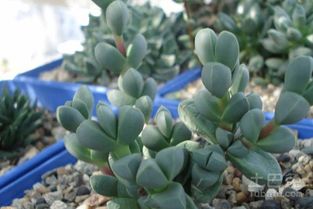 春天还是秋天鹿角海棠哪个季节梗“美”呢？