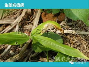 高效防治淫羊藿病虫害，保障农业丰收