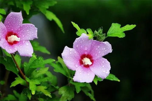 木槿花树的生命之旅