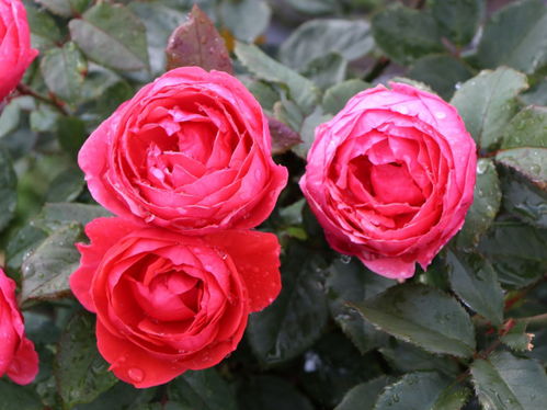 樱桃女士月季：花开的秘密