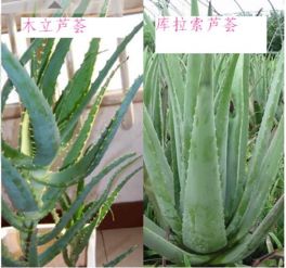 芦荟如何辨别有毒无毒？