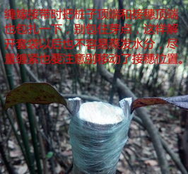 月季树嫁接图文详解中，如何正确操作才能保证嫁接成功