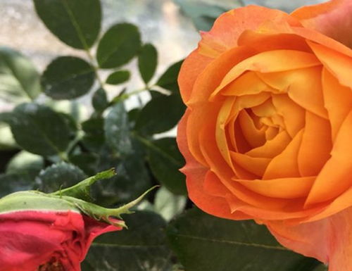 土壤篇：月季花的“家”得选对