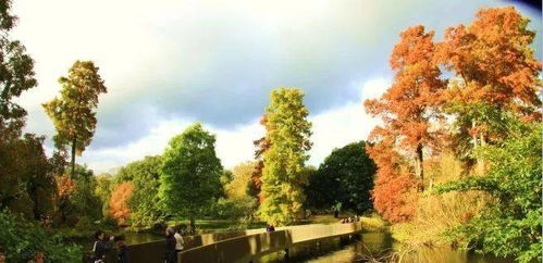 池杉的“脾气”你了解吗？