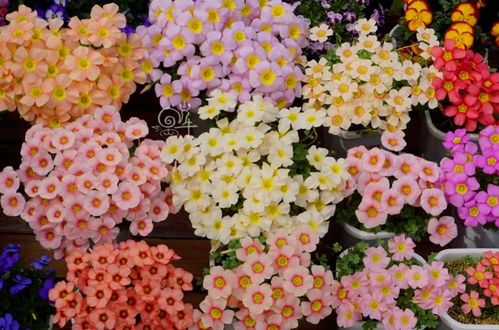 折醡浆草的步骤