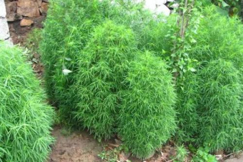 扫把苗和扫帚草分别在什么月份种植最适宜