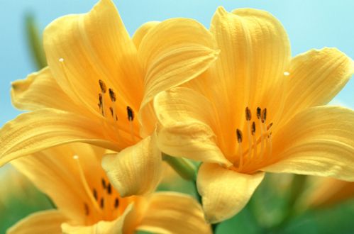 《宽恕之光：百合花的温柔力量》