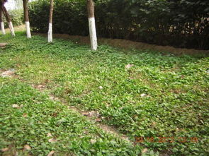 树荫下的绿色小天地