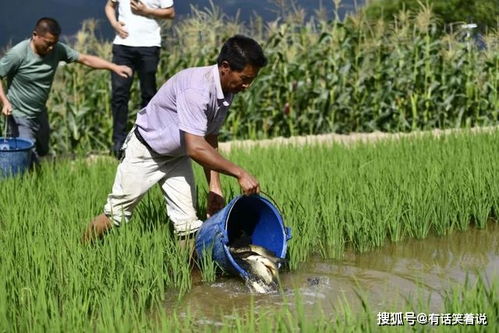 稻田里的秘密：养鱼与农药的微妙平衡