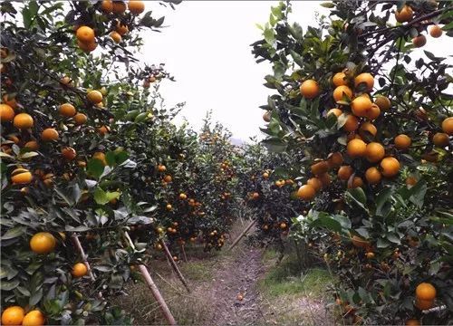 首选组合：白三叶+光叶紫花苕