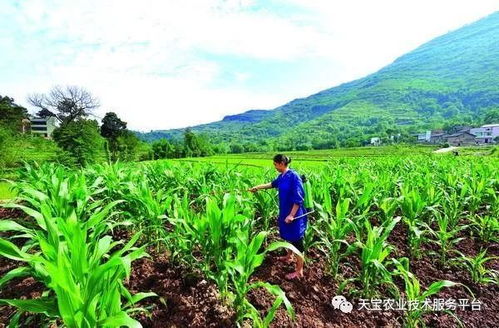 蒜苗夏播秋收，利用季节温差