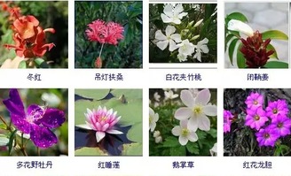 花卉图片大全：常见品种都在这