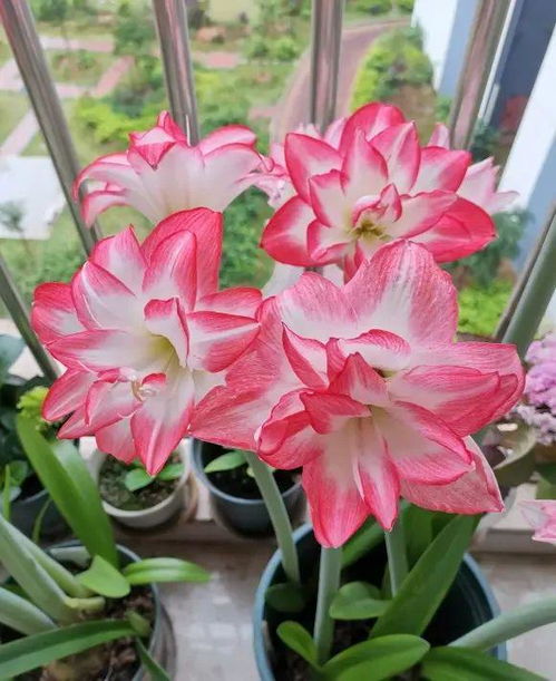 朱顶红养护大揭秘