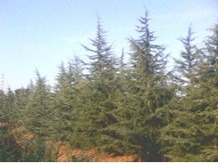 南京雪松基地的价格揭秘，你想要的优惠活动在这里！