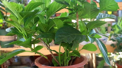 蓟马防治， 绣球苗儿茁壮成长