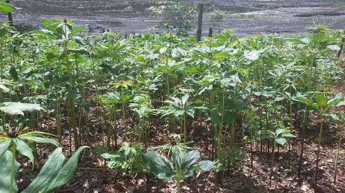 重楼的生长习性分析