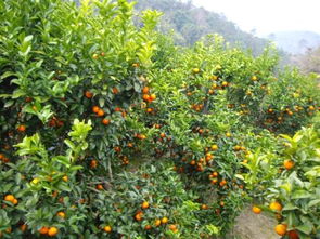 沙糖桔在哪个季节种植最适宜？