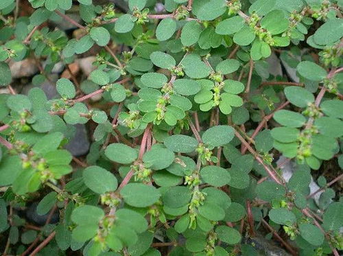 马蹄金：地面上的小金子