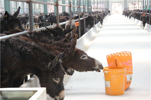 驴饲料厂家提供的配方中，玉米和豆粕的比例对驴的生长发育有何影响？