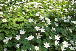 夏日里的绿意盎然：耐高温高湿草本植物大盘点