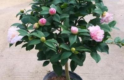 茶花树修剪，如何打造独特美感