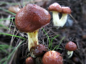 松树下有哪些美味野生蘑菇？