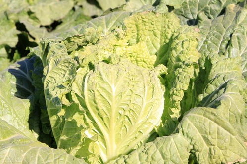 七月份种什么菜？产量高才是硬道理