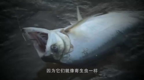 什么饲料喂猪既美味又制作简单？