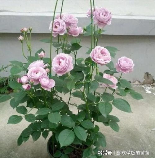 月季长寿的秘密， 你肯定不知道