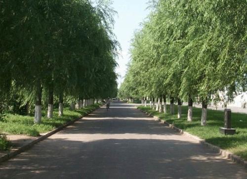 路边栽树绿化是环保举措