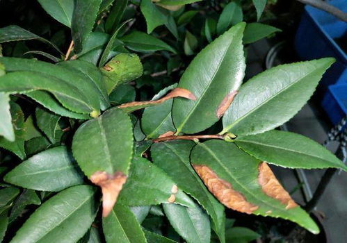 盆栽植物修剪叶子，如何让叶片更繁茂
