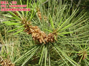 修剪：保持美观，促进生长