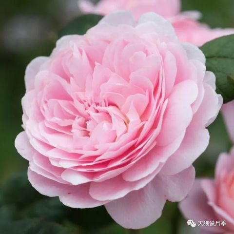 瑞典女王月季：颜值超高， 宛如奥黛丽·赫本