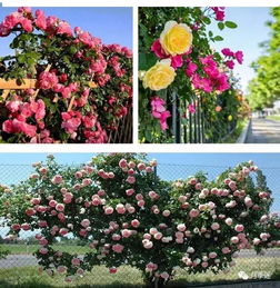 月季花品种揭秘，你知道叫什么吗？