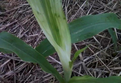 玉米除草剂大揭秘：效果如何？